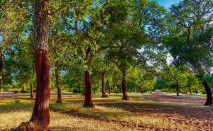 foret maamora