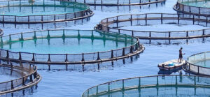 Aquaculture