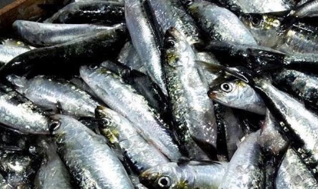 sardines