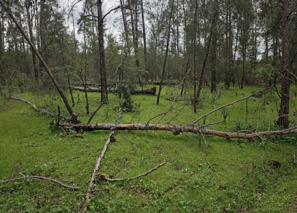 Forêt de la Maâmora : mise au point de l’Agence Nationale des Eaux et Forêts 1 Forêt de la Maâmora