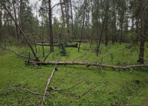 Forêt de la Maâmora