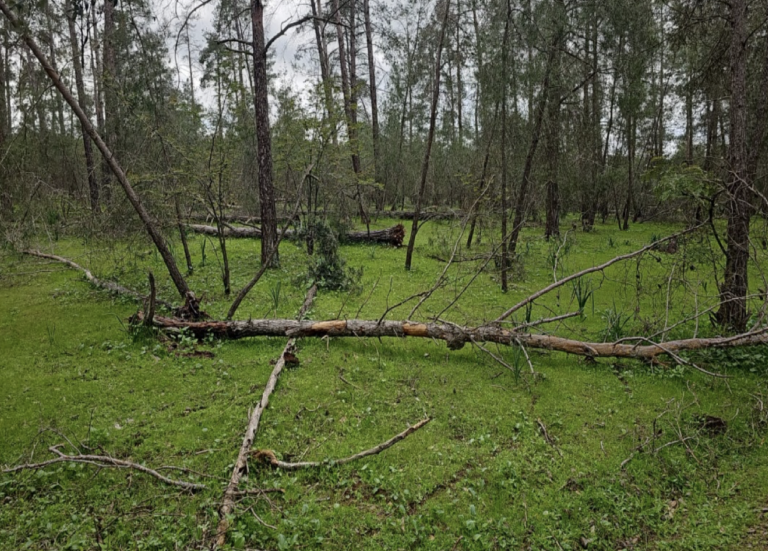 Forêt de la Maâmora