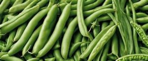 Maroc haricot vert