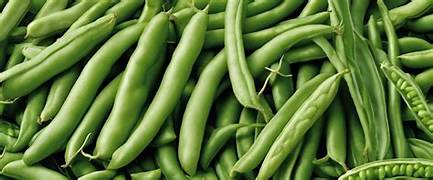 Maroc haricot vert