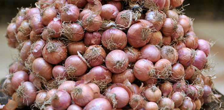 oignons