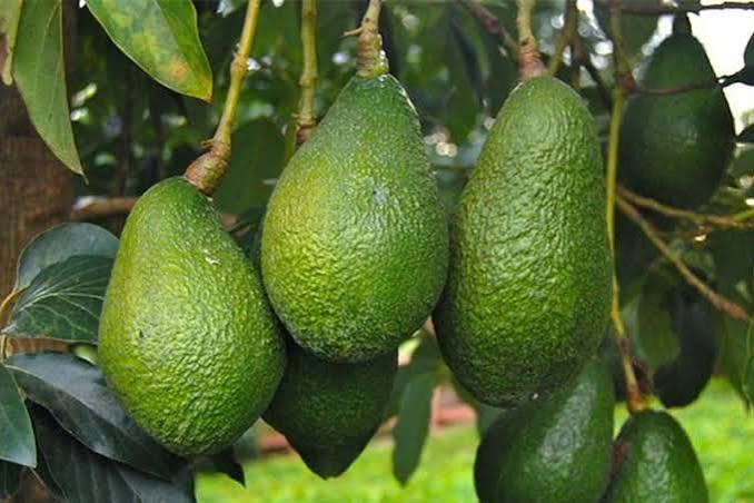 Avocado