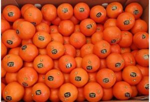 agrumes mandarine