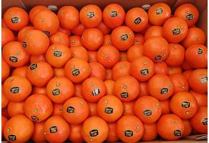 Agrumes : le Maroc décroche une protection européenne historique pour sa nouvelle mandarine SweetCott 1 agrumes mandarine